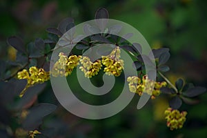 Barberis thunbergii flowers in the summer park.