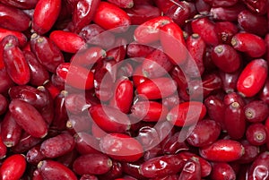 Barberries background