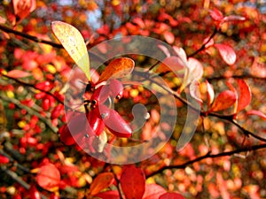 Barberries (Berberis vulgaries)