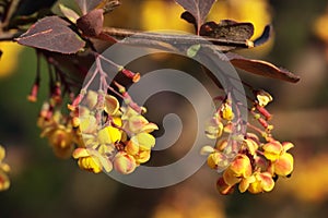 Barberry