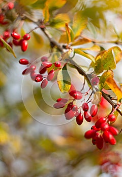 Barberry