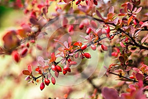 Barberry Berberis vulgaris branch fresh ripe berries natural green background Berberis thunbergii Latin Berberis Coronita Barb