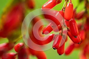 Barberry, Berberis vulgaris, branch with natural fresh ripe red berries background