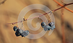 Barberry berries on a branch. Barberry heteropod