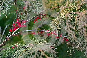 Barberry berries on bush in autumn season, shallow focus