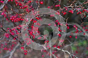 Barberry berries on bush in autumn season, shallow focus