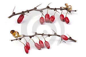 Barberry branch