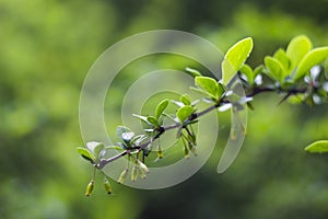 Barberry branch (Berberis)