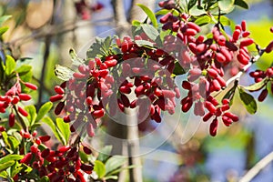Barberry branch densely strewn with berries