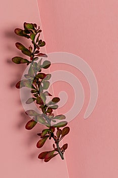 Barberry branch on pastel pink background.