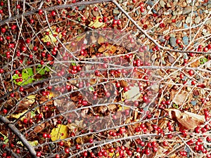 Barberry branch with red berries