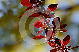 Barberry branch with red leaves and buds in spring