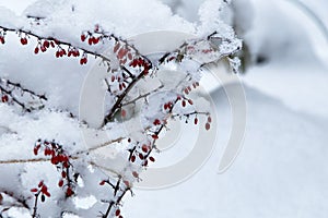 Barberry branch in winter garden. Snowy ripe berries of barberry close up.