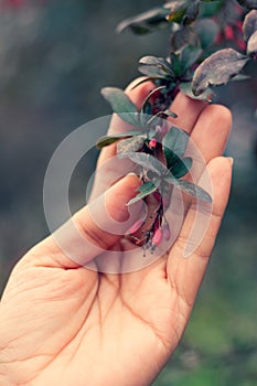 Barberry branch in a woman`s palm