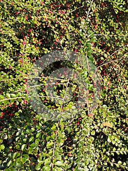 Barberry branches with red berries and green leaves background autumn