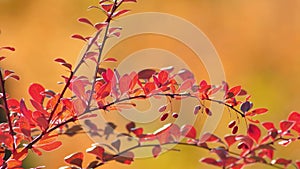 Barberry branches with ripe red berries sway in gentle breeze on sunny autumn day