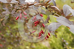 Barberry bush with berries photo