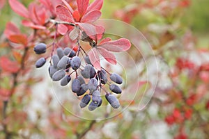 Barberry bush with bluish clusters similar to grapes.