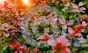 Barberry bush, colorful floral red background, Autumn background with Thunberg barberry