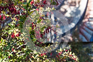 barberry at The Chornobyl Zone