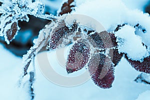 Barberry close up branches in the snow