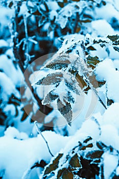 Barberry close up branches in the snow