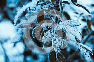 Barberry close up branches in the snow