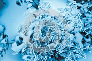 Barberry close up branches in the snow