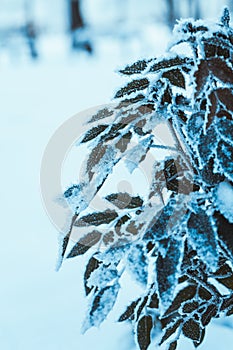 Barberry close up branches in the snow