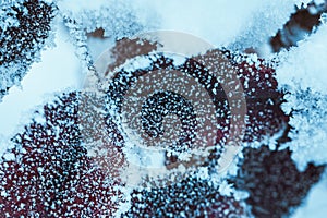 Barberry close up branches in the snow