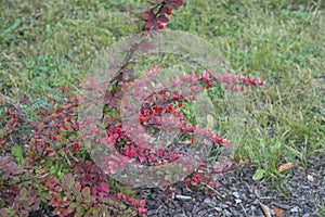 Barberry fruits on a branch