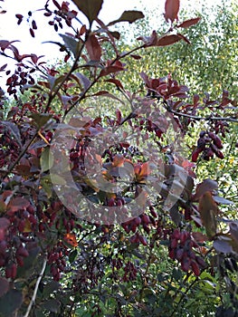 Barberry fruits ripening on the branch. Branch with red leaves on a blurred background. Autumn pattern.