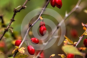 Barberry. Garden plant.