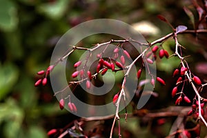 Barberry. Garden plant.