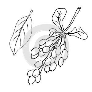 Barberry hand drawn branch vector sketch isolated on white background. Natural spicy herb, graphic doodle cooking ingredient for