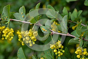 Barberry leaves affected by Puccinia graminis