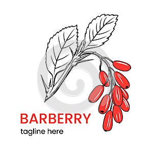 Barberry logo template. Hand drawn barberry branch.