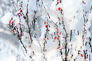 Barberry red berries branches under snow