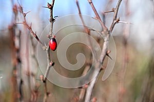 Lila beeren auf der in Kürze frühling 