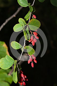 Barberry