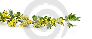 Barberry sprig with yellow flowers