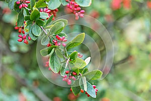 Barberry tree branch with red berries and green leaves on blurred background