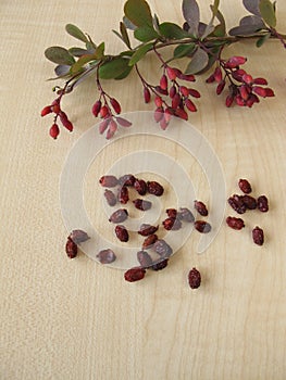 Barberry twigs and dried barberries