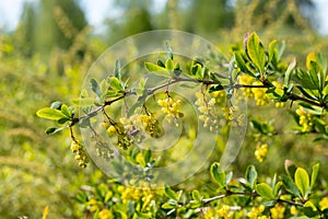 barberry with yellow flowers on a blue sky background