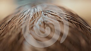 Barbershop: super close-up of hair during a haircut