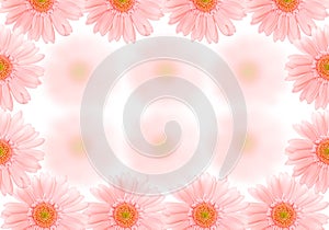 Barberton daisy background