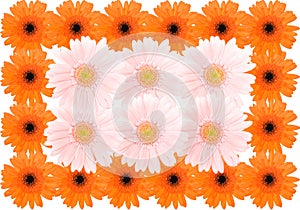 Barberton daisy background