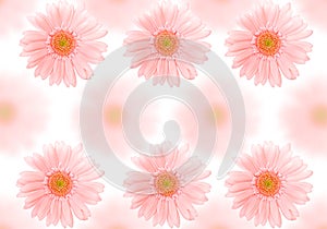 Barberton daisy background