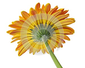 Barberton daisy flower, Gerbera jamesonii, isolated on white background, with clipping path