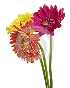 Barberton daisy flower, Gerbera jamesonii, isolated on white background, with clipping path